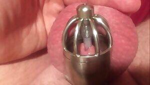 Cage + pissing through urethral tube